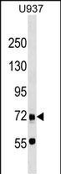 DMTF1 Antibody (C-term)