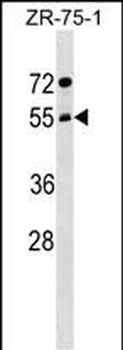 ARCN1 Antibody (Center)