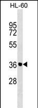 ZNF785 Antibody (N-term)