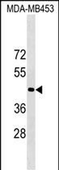 OR1N2 Antibody (N-term)