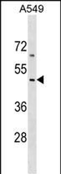EMID2 Antibody (Center)