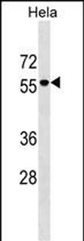 AMIGO3 Antibody (Center)