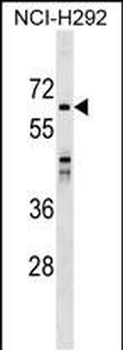 SNX33 Antibody (C-term)