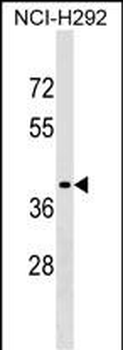 SNX21 Antibody (Center)