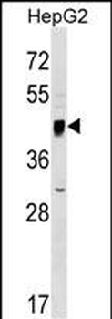 SERINC2 Antibody (Center)