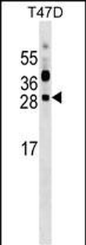 PRTFDC1 Antibody (C-term)
