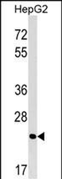 MRTO4 Antibody (N-term)