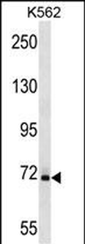 SAMHD1 Antibody (Center)