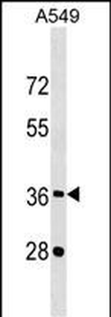 CREBZF Antibody (C-term)