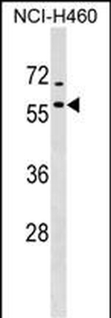 DNAJA4 Antibody (C-term)