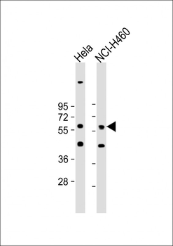 CRLF3 Antibody (C-term)
