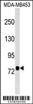 AOPEP Antibody (N-term)