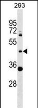 ZNF2 Antibody (N-term)