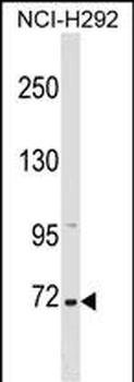 ZNF571 Antibody (N-term)