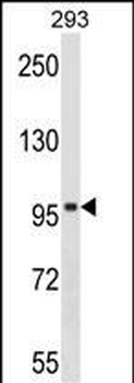 SPIRE1 Antibody (C-term)