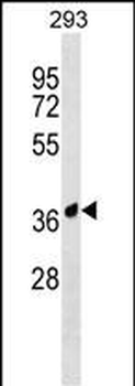 AMICA1 Antibody (N-term)