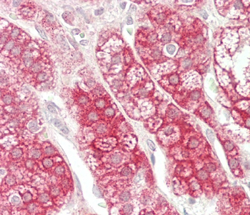 PPFIBP1 Antibody (Center)