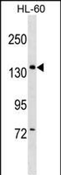 PWP2 Antibody (Center)