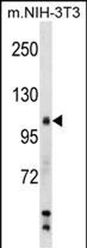 Mouse Sik2 Antibody (Center)