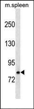 Mouse Rnasel Antibody (N-term)
