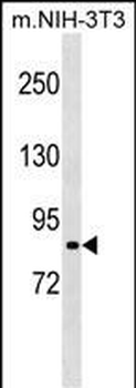 Mouse Rps6ka2 Antibody (N-term)