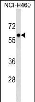 PRIM2 Antibody (Center)