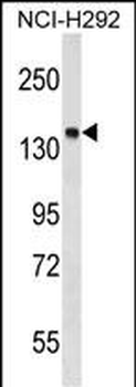 PTPN23 Antibody (C-term)
