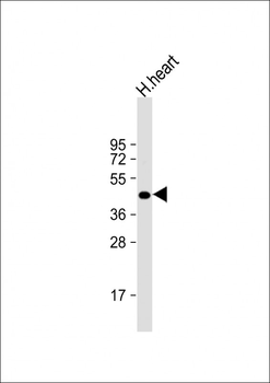 NFIB Antibody (Center)