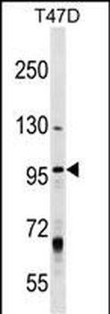 MCM8 Antibody (Center)