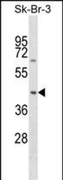 SNX7 Antibody (Center)