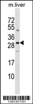 SOST Antibody (N-term)