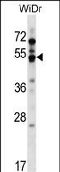 GPR84 Antibody (Center)