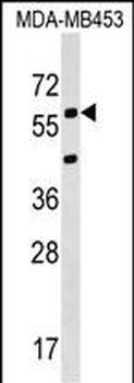 KCNS3 Antibody (N-term)