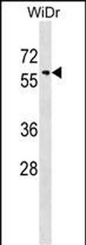 SNX18 Antibody (C-term)