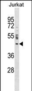 NUP43 Antibody (Center)
