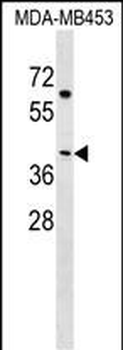 NECAB2 Antibody (N-term)