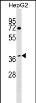 WDR68 Antibody (C-term)