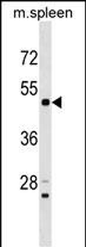 Mouse Rps6kl1 Antibody (N-term)