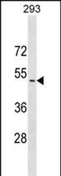 CADM3 Antibody (Center)