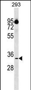 CIAPIN1 Antibody (Center)