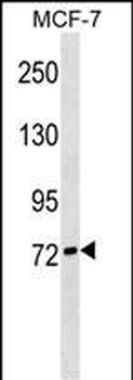 SIGLEC10 Antibody (C-term)