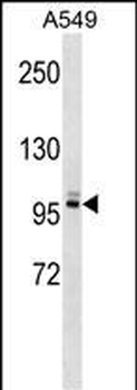 PLEKHG5 Antibody (N-term)