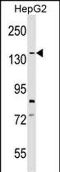 SYCP1 Antibody (C-term)