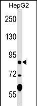 PGBD1 Antibody (Center)
