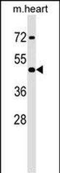 Mouse Hoxa2 Antibody (Center)