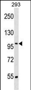 SRRT Antibody (N-term)