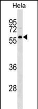 TH1L Antibody (C-term)