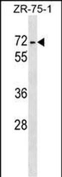 ZKSCAN1 Antibody (Center)