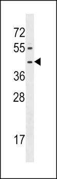 FPR1 Antibody (Center)