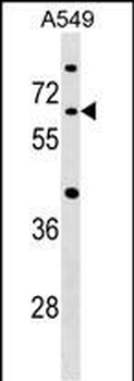 CDC14A Antibody (C-term)